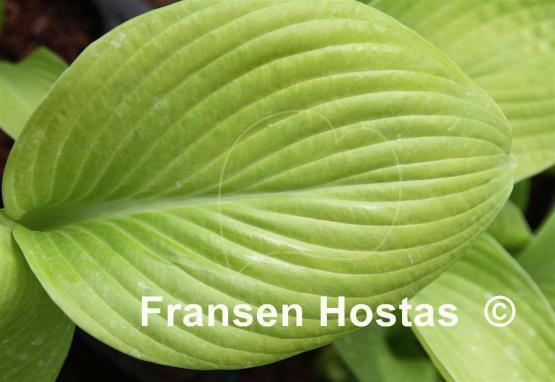 Hosta Gold Vision